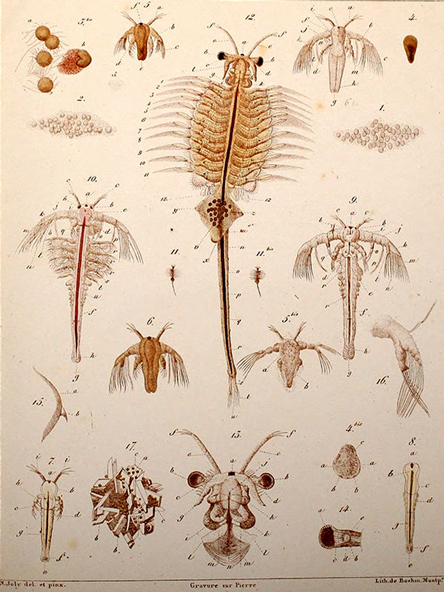 ｂHistoire_d'un_petit_crustace_(Artemia_salina,_Leach)_-_N._Joly_(1840)_-_PL._I_-_BioDivLibrary_page_37158880.jpg