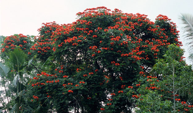 bAfrican-turip-tree.jpg
